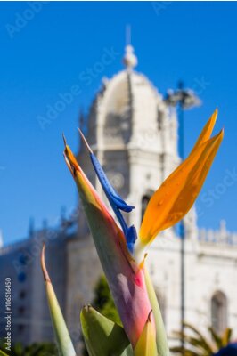 Papier peint  Strelitzia Reginae fleur closeup (oiseau de fleur de paradis) en face du monastère Hieronymus à Lisbonne au Portugal
