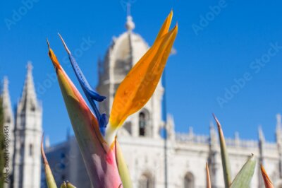 Papier peint  Strelitzia Reginae fleur closeup (oiseau de fleur de paradis) en face du monastère Hieronymus à Lisbonne au Portugal