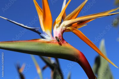 Papier peint  Strelitzia Reginae fleur contre ciel bleu et abeille assise dessus