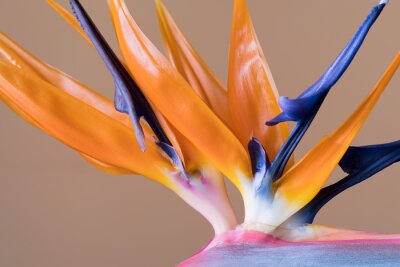 Papier peint  Strelitzia reginae, fleur d'oiseau de paradis