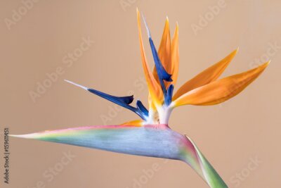 Papier peint  Strelitzia reginae, fleur d'oiseau de paradis