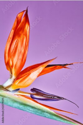 Papier peint  Strelitzia reginae, fleur d'oiseau de paradis isolée sur fond violet
