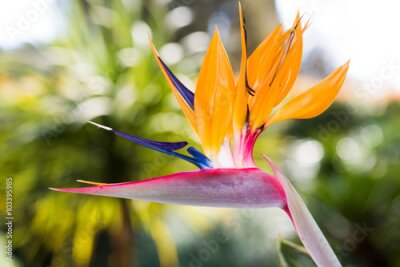 Papier peint  Strelitzia reginae, fleur d'oiseau du paradis