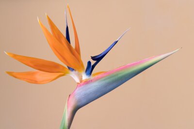 Papier peint  Strelitzia reginae, fleur de l'oiseau de paradis