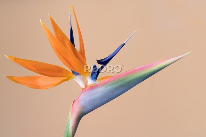 Papier peint  Strelitzia reginae, fleur de l'oiseau de paradis
