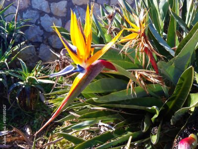 Papier peint  Strelitzia Reginae - fleur de perroquet