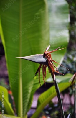 Papier peint  Strelitzia reginae fleur devant la feuille verte.