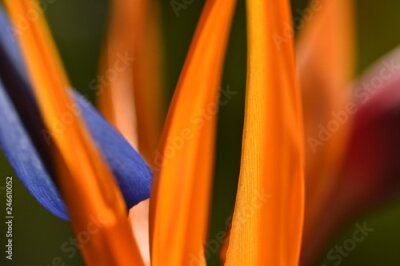 Papier peint  Strelitzia reginae - fleur d’oiseau de paradis aussi appelée fleur de grue se rapprochant des pétales colorés, Algarve Portugal Europe.