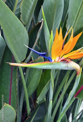 Papier peint  Strelitzia Reginae fleur exotique dans le jardin tropical de Tenerife, les îles Canaries, l'Espagne.Bird de la fleur du paradis sur les feuilles vertes background.Strelitzia.Floral background.
