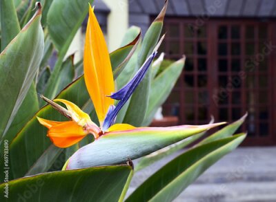 Papier peint  Strelitzia Reginae fleur exotique sur Tenerife, îles Canaries, Espagne.Bird de la fleur du paradis sur les feuilles vertes background.Strelitzia.Floral background.