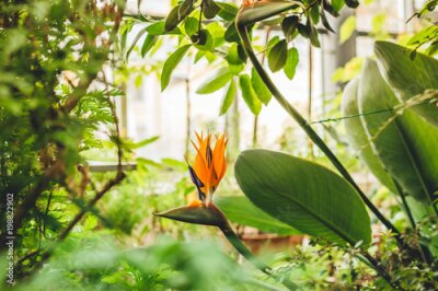 Papier peint  Strelitzia Reginae fleur. Fleur d'oiseau de paradis