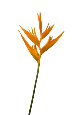 Papier peint  Strelitzia reginae fleur fleur de plante tropicale isolé sur fond blanc, un tracé de détourage inclus