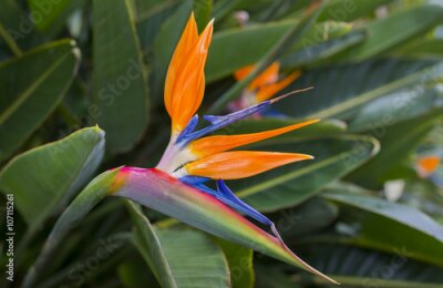 Papier peint  Strelitzia, Reginae, fleur, gros plan