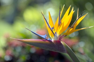 Papier peint  Strelitzia reginae fleur gros plan (oiseau de paradis de fleurs) -1