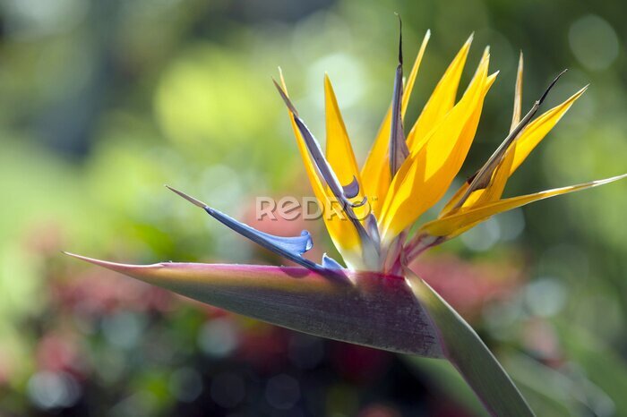Papier peint  Strelitzia reginae fleur gros plan (oiseau de paradis de fleurs) -1
