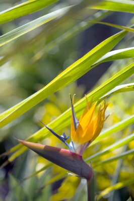 Papier peint  Strelitzia reginae fleur gros plan (oiseau de paradis de fleurs) -2