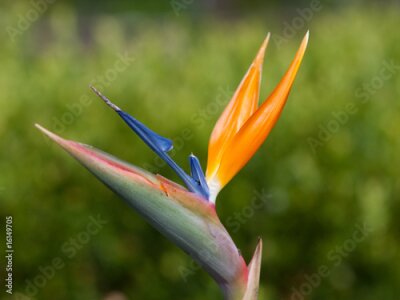Papier peint  Strelitzia reginae-fleur oiseau de paradis