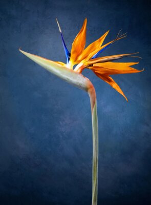 Papier peint  Strelitzia Reginae fleur (oiseau de paradis) sur fond bleu foncé