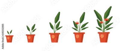 Papier peint  Strelitzia reginae, fleur ou oiseau de paradis. Stades de croissance des plantes. Bouquet de feuilles vertes, orange et violette. Afrique du Sud plante en fleurs dans un vase. Illustration vectorielle