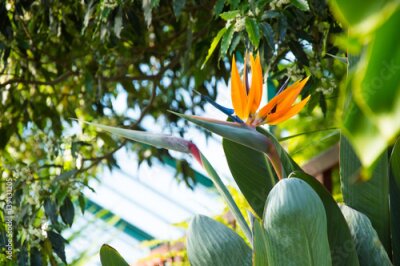 Papier peint  Strelitzia reginae fleur ressemblant à un oiseau
