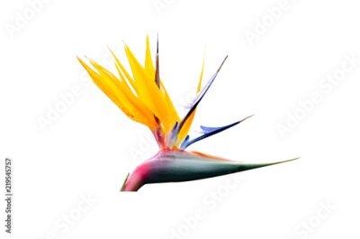 Papier peint  Strelitzia Reginae fleurie en gros plan (fleur d’oiseau de paradis).