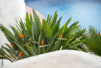 Papier peint  Strelitzia Reginae fleurs