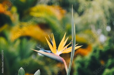 Papier peint  Strelitzia Reginae fleurs en gros plan (fleur d’oiseau de paradis).