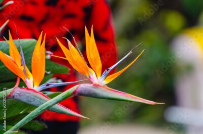 Papier peint  Strelitzia Reginae fleurs en gros plan (fleur d’oiseau de paradis).