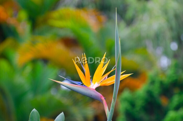 Papier peint  Strelitzia Reginae fleurs en gros plan (fleur d’oiseau de paradis).