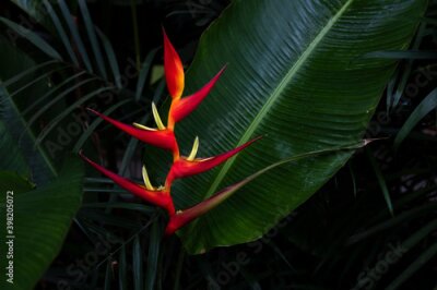 Papier peint  Strelitzia Reginae. Flor ave del paraíso.