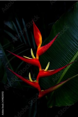 Papier peint  Strelitzia Reginae. Flor ave del paraíso.