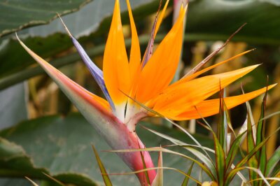 Papier peint  Strelitzia reginae flor  ave del paraiso