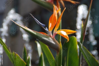 Papier peint  STRELITZIA REGINAE. FLOR DEL PARAÍSO