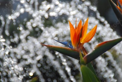 Papier peint  STRELITZIA REGINAE. FLOR DEL PARAÍSO