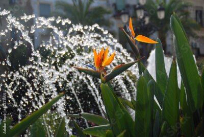 Papier peint  STRELITZIA REGINAE. FLOR DEL PARAÍSO