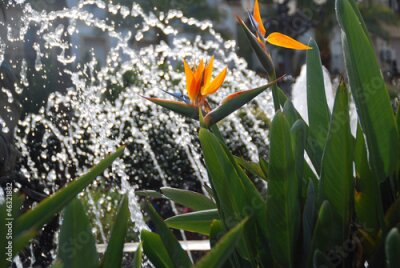 Papier peint  STRELITZIA REGINAE. FLOR DEL PARAÍSO