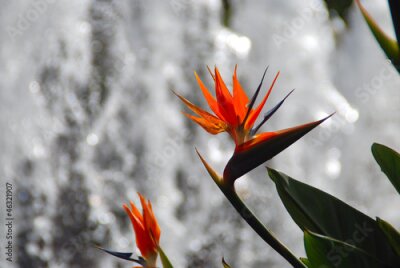 Papier peint  STRELITZIA REGINAE. FLOR DEL PARAÍSO