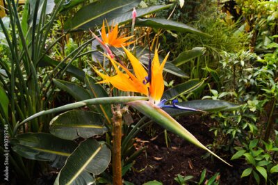 Papier peint  Strelitzia reginae Flor del Paraiso ave