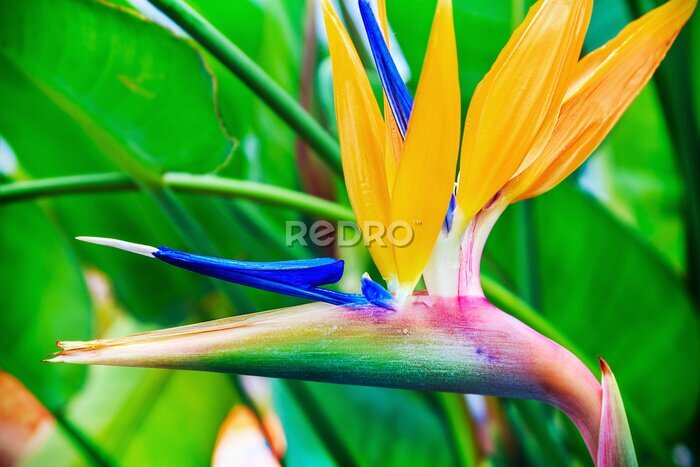 Papier peint  Strelitzia Reginae flover