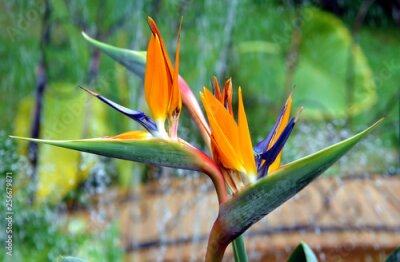 Papier peint  Strelitzia reginae flower