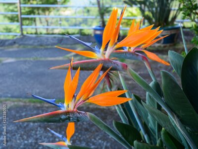 Papier peint  Strelitzia reginae flower
