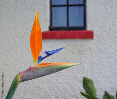 Papier peint  Strelitzia reginae flower