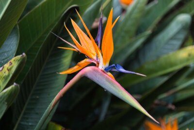 Papier peint  Strelitzia reginae flower