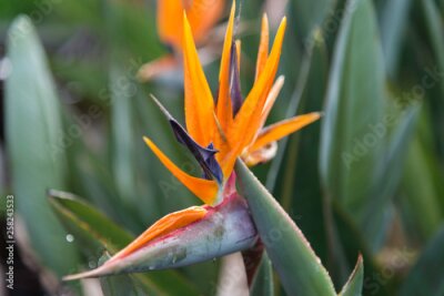 Papier peint  Strelitzia reginae flower
