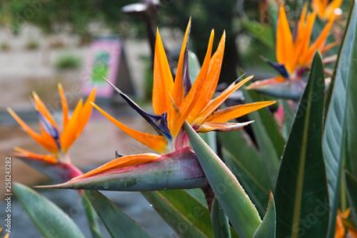 Papier peint  Strelitzia reginae flower