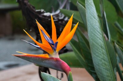 Papier peint  Strelitzia reginae flower