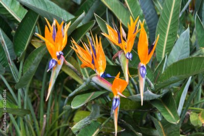 Papier peint  Strelitzia reginae flower