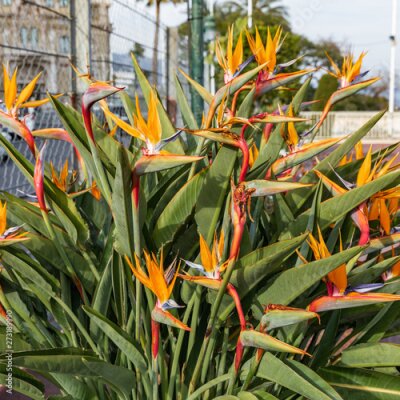 Papier peint  Strelitzia Reginae flower