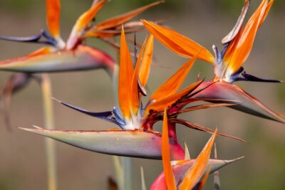 Papier peint  Strelitzia reginae flower