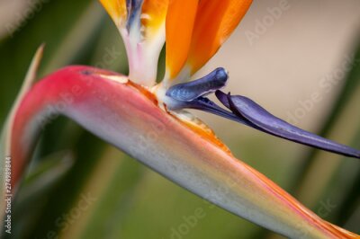Papier peint  Strelitzia reginae flower